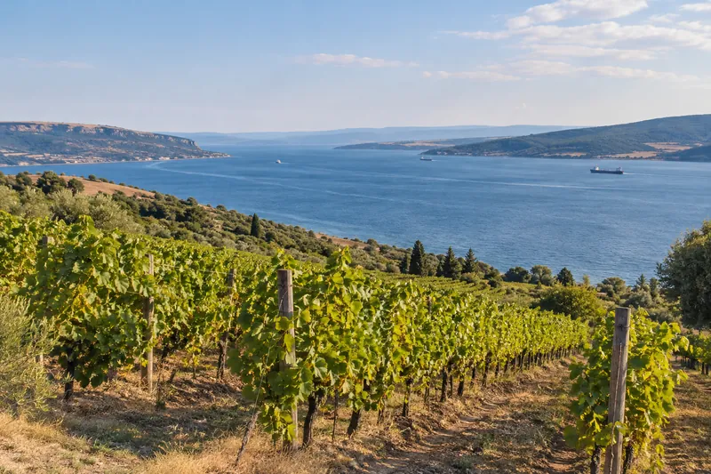 Vineyard rows on the hills above the Dardanelles strait with ships passing